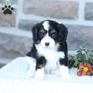 Scout, Cavapoo Puppy